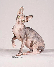 03_Pretty Bald The Devil Wears Prada